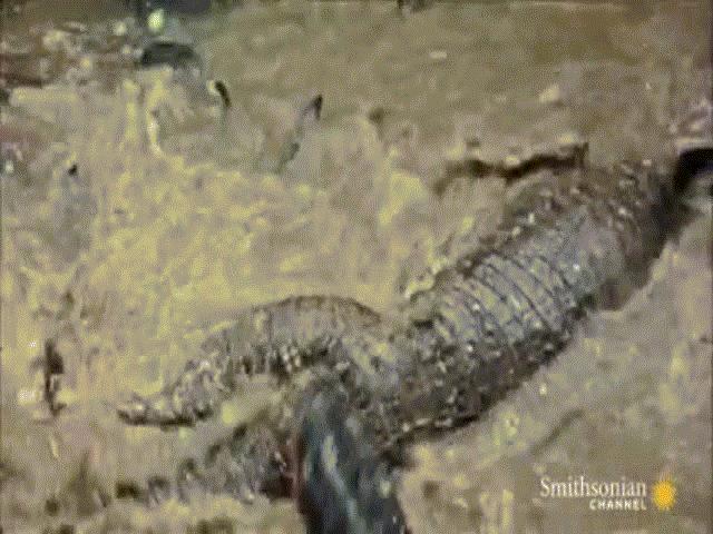 Phi thường - kỳ quặc - Video: Tưởng "vớ" được lươn điện, "quái vật đầm lầy" bị giật đến cứng đơ người