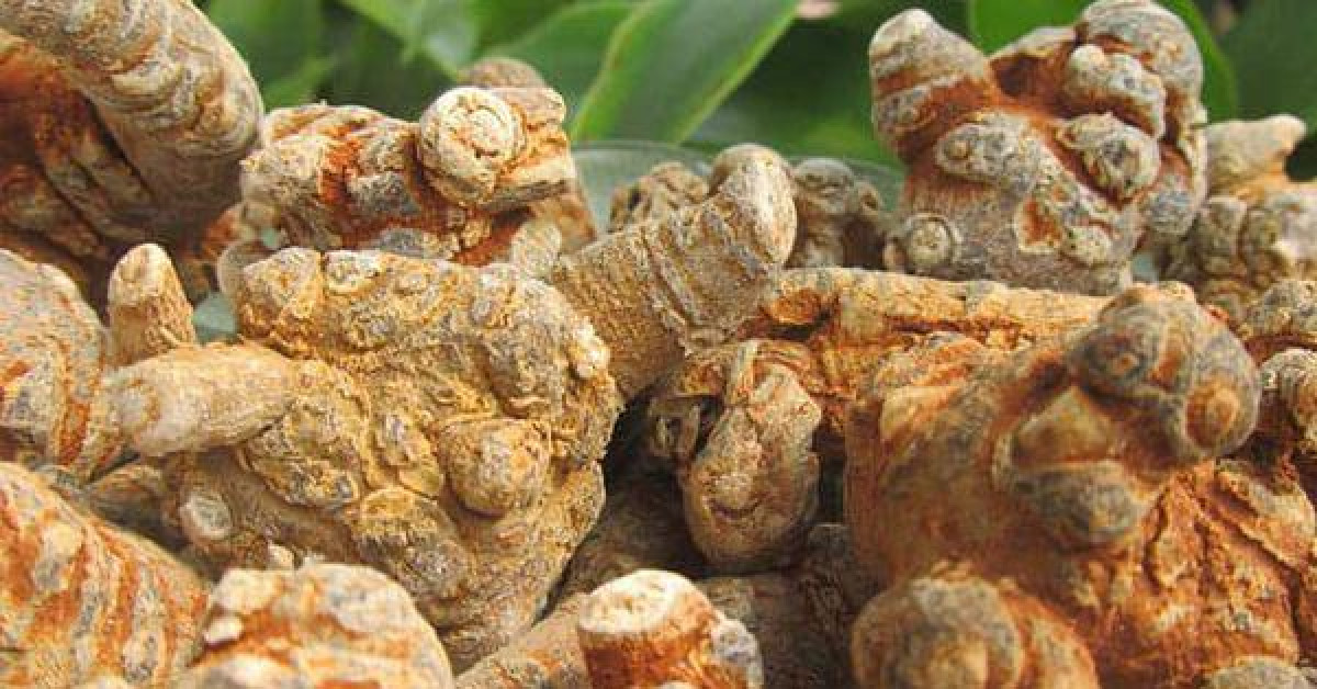 Sức khỏe đời sống - Tam thất có làm nam giới "yếu" đi?