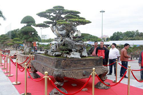 Chủ nhân của tác phẩm này cho biết, trước kia, cây đặt trên một chậu nhỏ không phù hợp, sau khi mua về đặt cây lên chậu lớn làm tôn lên sự mạnh mẽ của cây.