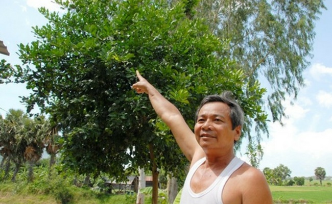 Có một thời gian dài loại cây này còn lại số lượng rất ít, nhưng một số nông dân Việt Nam đã tìm cách trồng và kiếm được nhiều tiền nhờ nó.

