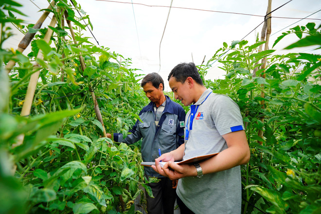 Nông dân được các kỹ sư nông nghiệp MM hướng dẫn