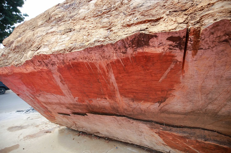 Ngỡ ngàng khúc gỗ cẩm lai nguyên sơ được rao bán 10 tỷ đồng ở Hà Nội - 3