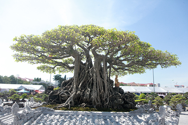 Cây sanh “Cửu long tọa sơn” lôi cuốn bởi bố cục, ngôn ngữ tạo hình công phu nhưng nhìn rất tự nhiên, không giống bất cứ một cây sanh nào ở Việt Nam nên ngắm mãi không chán.
