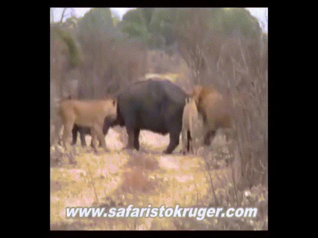 Phi thường - kỳ quặc - Video: Bị đàn sư tử háu đói lao vào cắn xé, 2 mẹ con hà mã bất ngờ đứng im nhận "án tử"