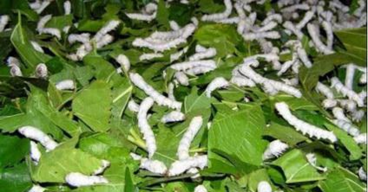 Sức khỏe đời sống - Bài thuốc giúp vòng một nở nang đầy đặn