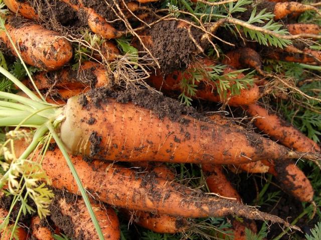 Ẩm thực - Đi chợ nên mua cà rốt sạch hay còn dính bùn, có 1 sự khác biệt rất lớn giữa 2 loại này