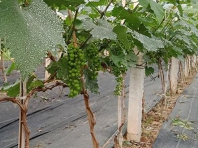 Thị trường - Tiêu dùng - Trồng cây "không dành cho người lười", nhiều người Việt "ôm" hàng chục triệu ngay vụ đầu