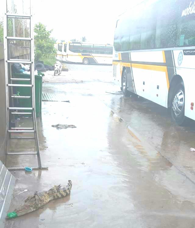 Cá sấu đã bị bắt sau khi "đột nhập" vào bãi xe khách Hùng Cường trên tuyến tránh quốc lộ 91 thuộc phường Vĩnh Mỹ.