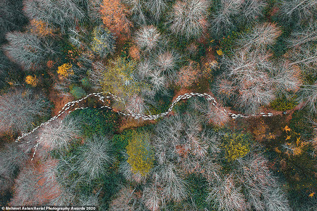 Bức ảnh đầy mê hoặc về một đàn cừu băng qua khu rừng mùa thu của nhiếp ảnh gia người Thổ Nhĩ Kỳ Mehmet Aslan đã giành vị trí đầu tiên trong hạng mục Cây cối & Rừng.

