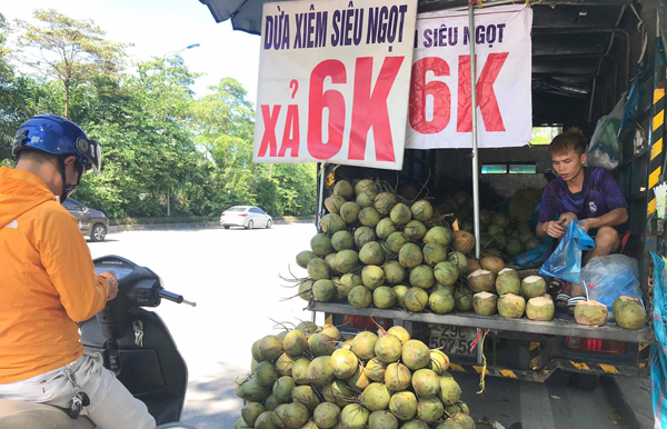 Dừa xiêm 6.000 đồng/quả được bày bán đầy đường Võ Chí Công (Tây Hồ, Hà Nội).