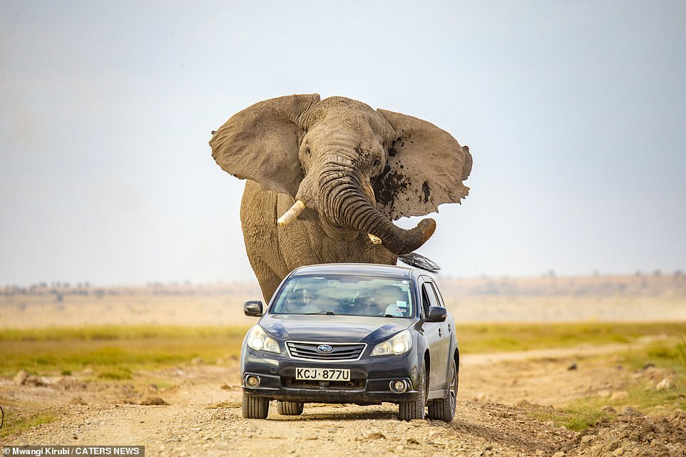 Cảnh tượng hãi hùng khi con voi to lớn đuổi sát nút chiếc xe ô tô nhỏ bé (ảnh: Daily Mail)