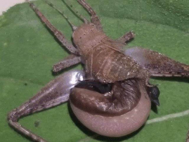 Media - Ấu trùng ong bắp cày sống ký sinh, nở ra từ bụng dế mèn