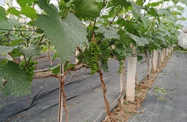 Với năng suất tốt, chất lượng quả ngọt, nhu cầu thị trường nho hạ đen cũng không ngừng tăng thời gian qua.
