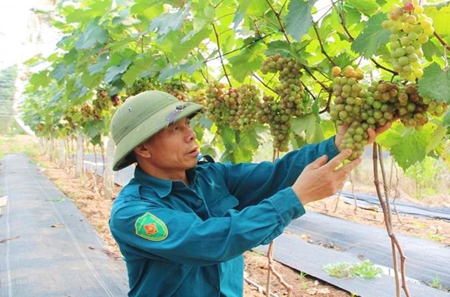 Mới được đưa vào trồng nhưng giống cây này đã mang về nguồn lợi lớn cho người trồng. Tuy nhiên, cây trồng này không dành cho người lười.
