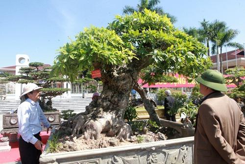 Cây lộc vừng của ông Nguyễn Văn Phúc - một nông dân thuộc vùng cây cảnh Văn Giang (Hưng Yên) khiến nhiều vị khách, giới chơi cây khi đến Triển lãm cây cảnh Bắc Ninh đều trầm trồ vì dáng thế độc đáo và đầy nghệ thuật.
