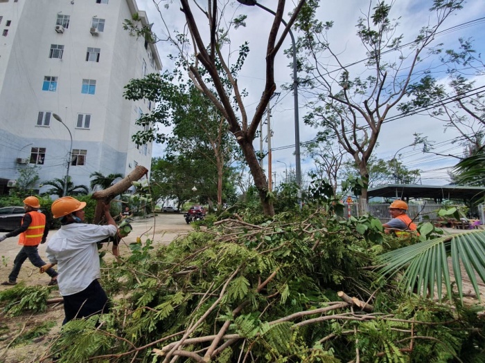 Trên địa bàn Sơn Trà (Đà Nẵng), hàng loạt cây xanh được cắt hạ tán cao, lá, chỉ để trơ lại phần thân cây chính