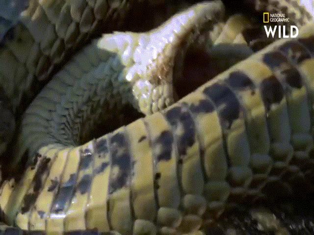 Phi thường - kỳ quặc - Video: Rắn khổng lồ dùng "tuyệt chiêu" thoát khỏi nanh vuốt mèo rừng