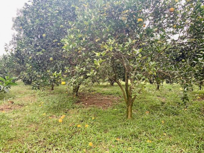 Giá bán hiện tại đang giảm chưa có dấu hiệu tăng. Từ 25-35 ngàn đồng/kg. Như những năm trước cam Thượng Lộc bán giá từ 35-50 ngàn đồng/kg.