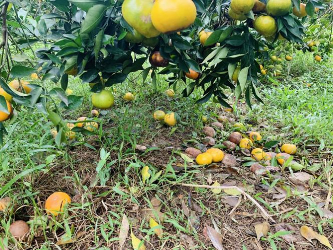 Cam rụng đầy dưới gốc.