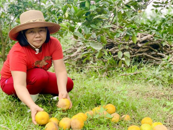 Tương tự, gia đình chị Võ Thị Loan (thôn Anh Hùng) cũng trồng hơn 1.500 gốc cam. Khoảng hơn 1 tuần nay xảy ra tình trạng rụng quả. Hiện tại đã rụng khoảng 10 tấn cam, số lượng này đã nhặt bỏ ra đi chôn lấp ở khu vực khác.