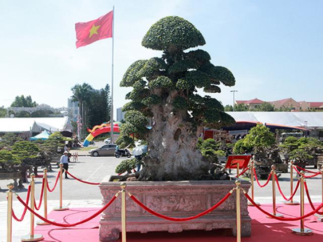 Thị trường - Tiêu dùng - Cây duối tiền tỷ được tạo tác theo sách cổ Trung Quốc của đại gia Hải Dương