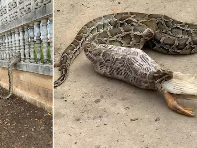 Media - Vừa nuốt chửng cả con ngỗng, trăn béo nhận ngay cái kết thảm