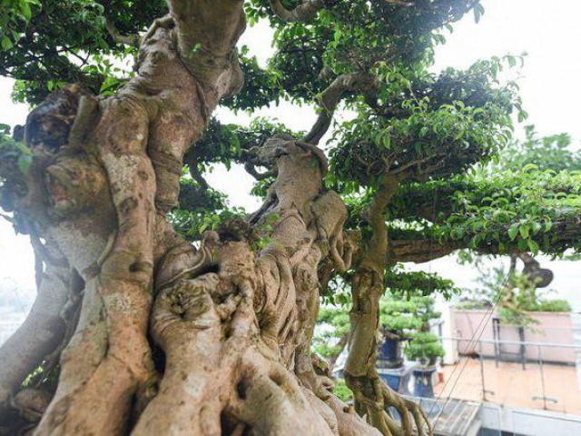 Thị trường - Tiêu dùng - Sanh cổ dáng thế chưa hoàn thiện nhưng đắt ngang căn chung cư cao cấp