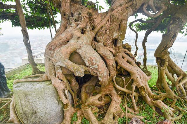 Các phần rễ của cây vẫn đang trong quá trình thiết kế và nuôi trồng. Ảnh: Dân Trí.