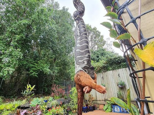 Media - Kinh hãi "mãng xà" khổng lồ đu đưa trên mái nhà kết liễu con mồi