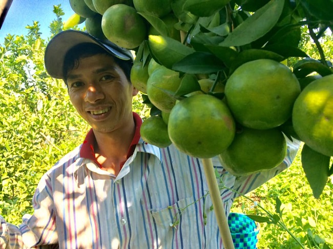 Thầy giáo trẻ Lê Trung Học chia sẻ vụ quýt và cam năm nay ước đạt từ 30 đến 40 tấn quả