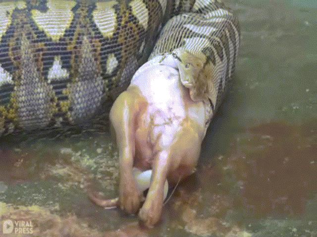 Phi thường - kỳ quặc - Video: Rợn người khoảnh khắc trăn 4m nôn ra bữa ăn khiến thân hình phình to "khổng lồ"