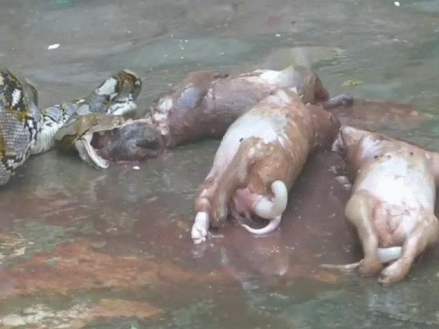 Media - Hoảng hồn cảnh trăn quái vật nôn ra ba con chó