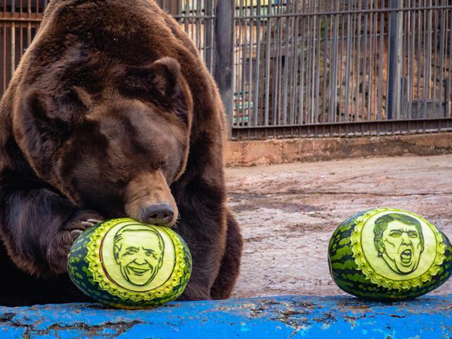 Media - Gấu và hổ "tiên tri" Nga dự đoán kết quả bầu cử tổng thống Mỹ 2020