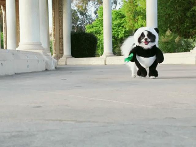 Tranh vui - Boss hí hứng "lên đồ" hóa trang đi chơi lễ hội Halloween