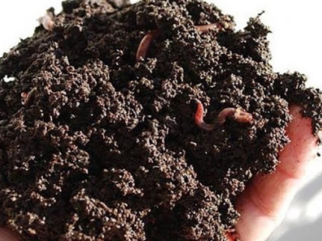 Thị trường - Tiêu dùng - Nuôi loại côn trùng gớm ghiếc, vợ chồng kỹ sư thu nhập tiền tỷ mỗi năm