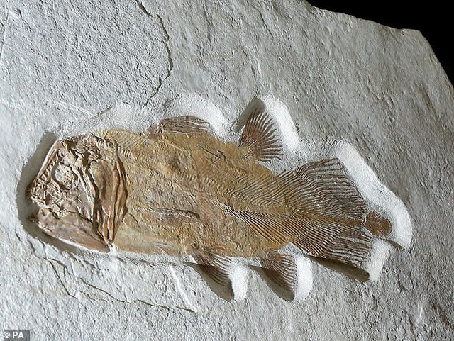 Bộ hóa thạch của một con cá 'Lazarus' (Nguồn: Dailymail)