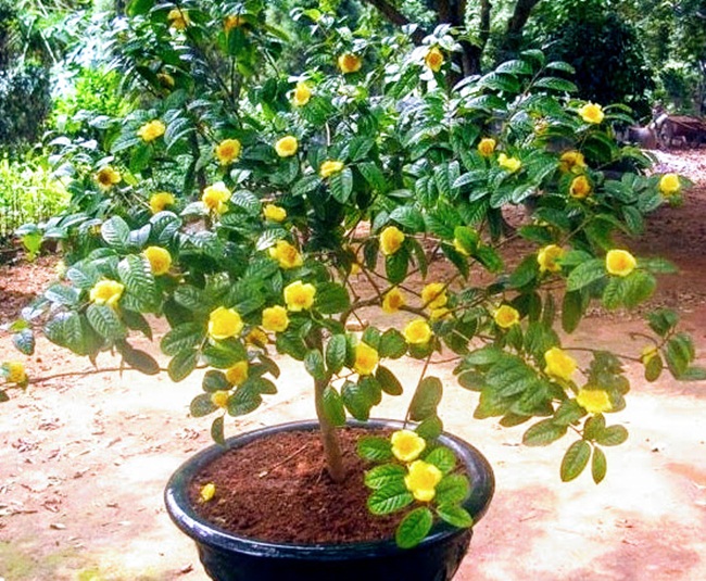 Loại cây này có hoa đẹp nhưng trước đây chúng mọc hoang và không ai nghĩ lại có giá đắt đỏ như vậy. Đó chính là cây trà hoa vàng.
