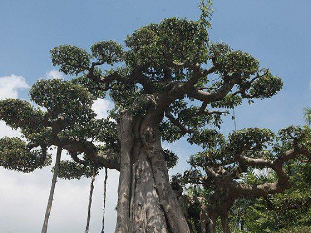 Thị trường - Tiêu dùng - Sanh cổ "cột cờ Hà Nội" thế "khủng" giá lên đến hơn 2 tỷ đồng