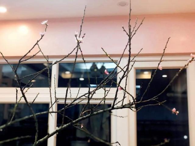 Thị trường - Tiêu dùng - Mới tháng 11 hoa đào, hoa lê rừng đã nở, giá tiền triệu vẫn đắt khách