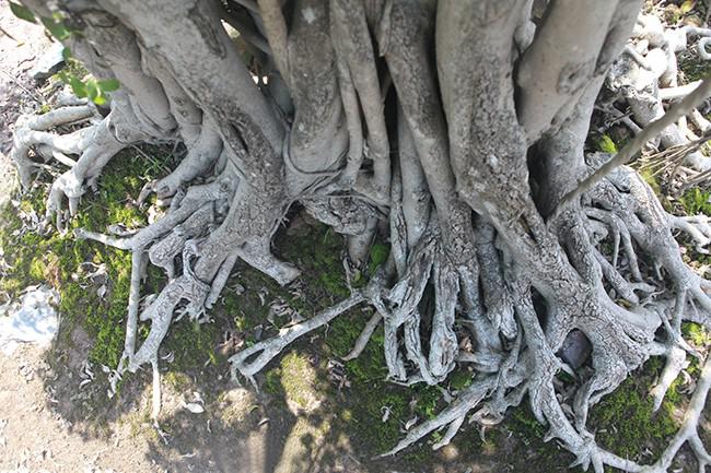 Cây sanh cổ có bộ rễ mốc thếch chứng tỏ cây nhiều năm tuổi. Ảnh: Dân Trí.