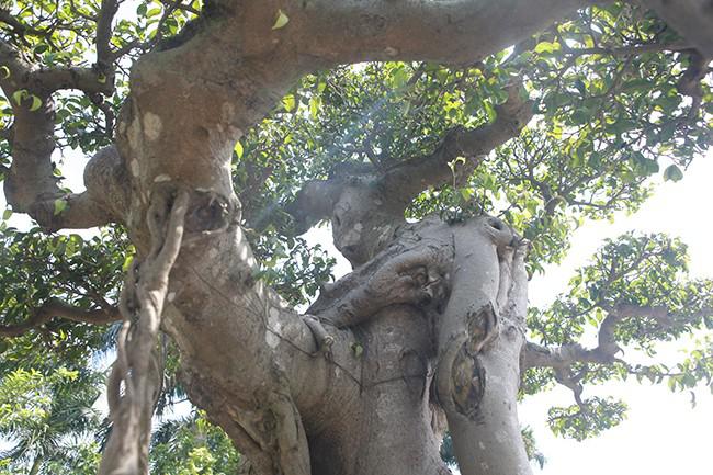 Những tay cành lớn uốn lượn tạo nên thế dáng đặc biệt. Ảnh: Dân Trí.