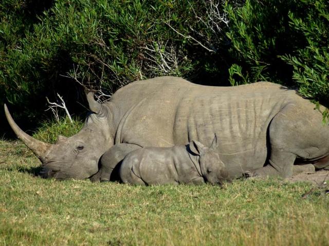 Media - Mẹ bị bắn chết, tê giác con khóc rống cố lay xác mẹ để bú sữa