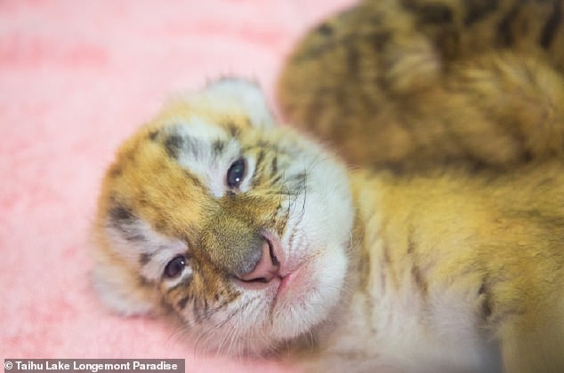4 con hổ vàng siêu quý hiếm vừa chào đời trong một sở thú ở Trung Quốc (ảnh: Daily Mail)