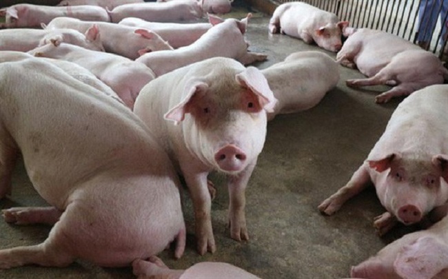 Giá lợn hơi tăng đều trong một tuần qua trên cả ba vùng