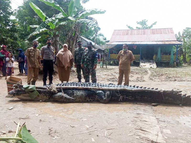 Con cá sấu khổng lồ dài 5 mét, nặng 680 kg là nguyên nhân của nhiều vụ tấn công người. Ảnh: Viral Press