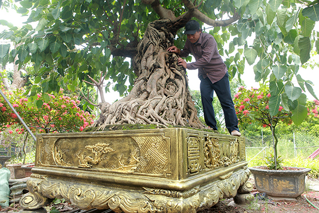 Anh Vũ Lê Tiến (Văn Giang, Hưng Yên) đang sở hữu cây bồ để cổ cao hơn 2,5 mét, thuộc dòng bồ đề đỏ với tuổi đời lên tới hàng trăm năm
