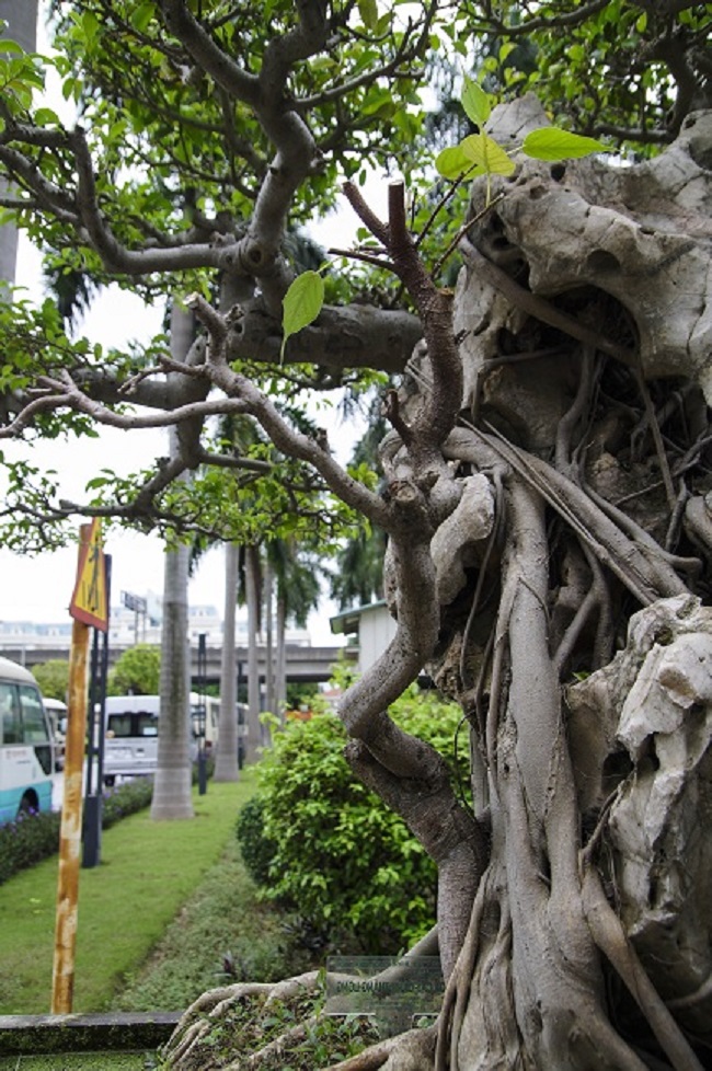 Hiện tại, cây đang được cho thuê và trưng bày tại Bảo tàng Hà Nội.
