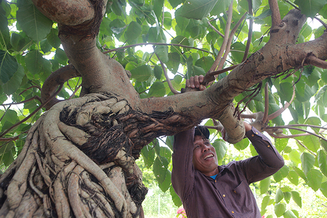 Cây có nguồn gốc ở Hưng Yên, anh Tiến đã sở hữu và nuôi cây hơn 10 năm nay.
