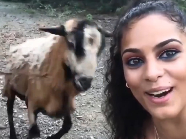 Cười 24H - Khoảnh khắc hài hước khi động vật "nổi giận"