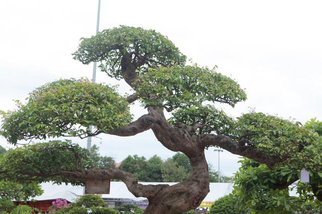 Thân cây khế gồ ghề thể hiện cho năm tháng. Ảnh: Dân Trí.